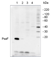 PsaF | PSI-F subunit of photosystem I (plant) in the group Antibodies Plant/Algal / Photosynthesis / PSI (Photosystem I) at Agrisera AB (Antibodies for research) (AS06 104)